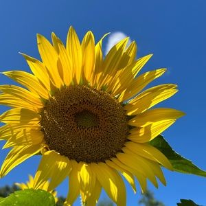 Meet your Posher, Cassidy